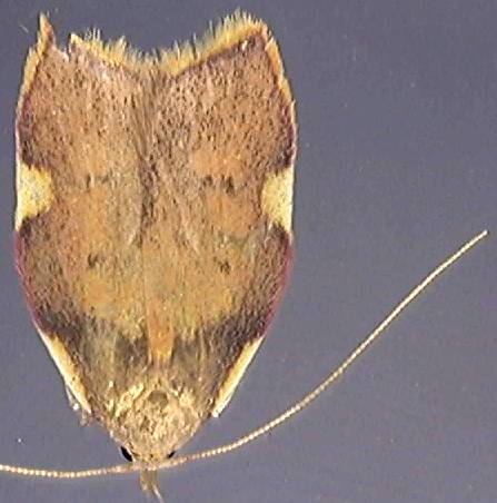 Carcina quercana